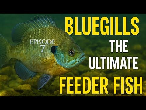 Raising Giants - Peacock Bass Temensis Project - Episode 7 - Bluegills | The Ultimate Feeder Fish