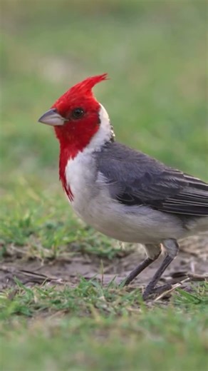 The Red-Crested Cardinal: South America's Brightest Feathered Jewel #shorts # #birds #birdslovers