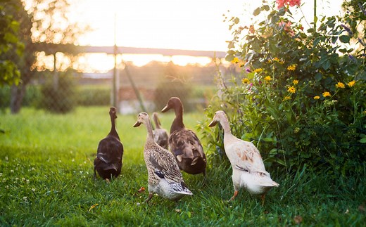 How to keep ducks as pets: The ultimate beginner's guide