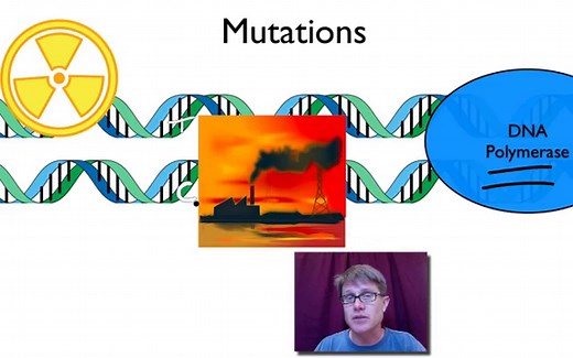 Genotype vs Phenotype