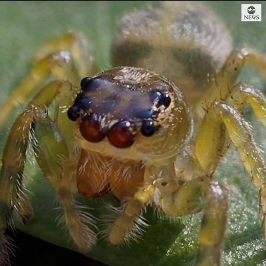 SEE RIGHT THROUGH YOU: Close-up video of transparent jumping spider captures its tube-like eyes moving. https://abcn.ws/3ipaarm | ABC News