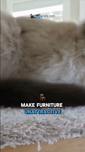 Cat Scratching 101: A Step-by-Step Guide to Redirection 🐾