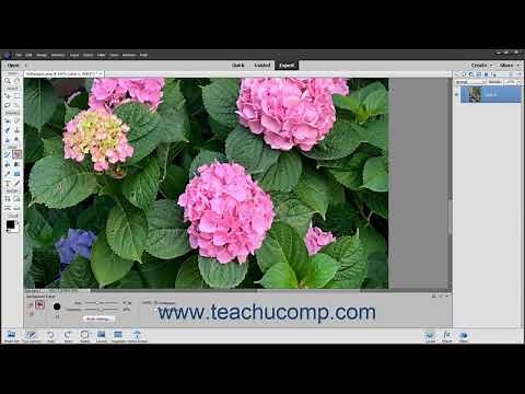 Photoshop Elements 2021 Tutorial The Background Eraser Tool Adobe Training