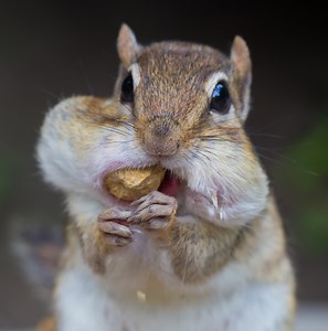 11 Types of Rodents in Kentucky! (w/Pics)