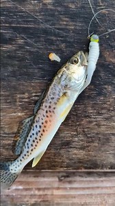 Micro Fishing? - Beautiful Spotted Trout - Catch and Release