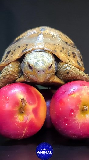 Turtle Eating Apple ASMR Mukbang