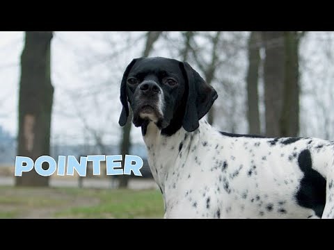 Pointer Dog Breed - Information, Characteristics, Facts