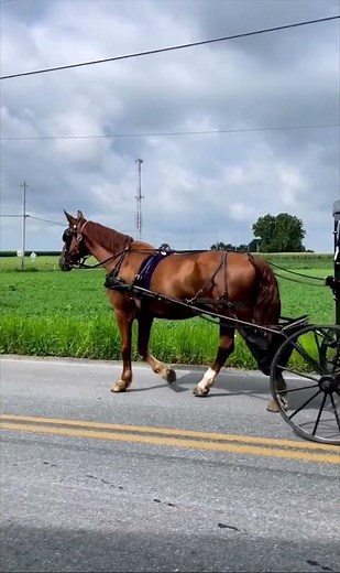 Amish in Lancaster County, PA