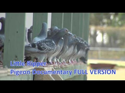 Little Ripper - Pigeon Racing Documentary.