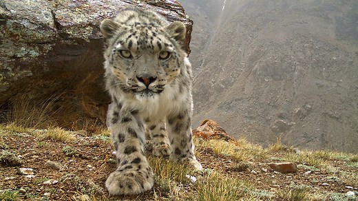 1.7M views · 6.1K shares | Though snow leopard populations are...
