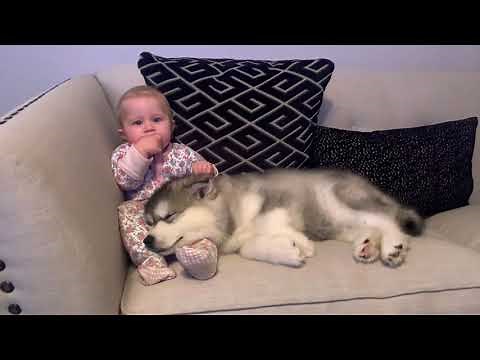 The Best Year Of Our Lives! Baby And Puppy Growing Up Together! (Cutest Ever!!)