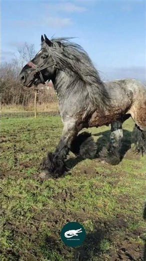 Belgian Draft Horse 💪🐴. The Powerhouse With a Gentle Heart