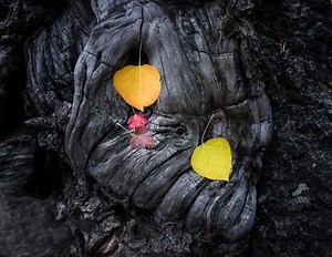 Fall colors arrive on time this year in California