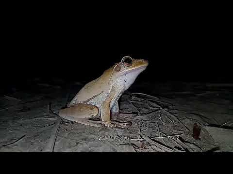 Common Tree Frog Sound.
