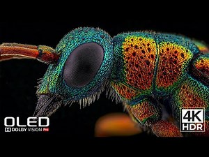 Depth in Every Frame | 4K HDR OLED 120FPS Dolby Vision Demo