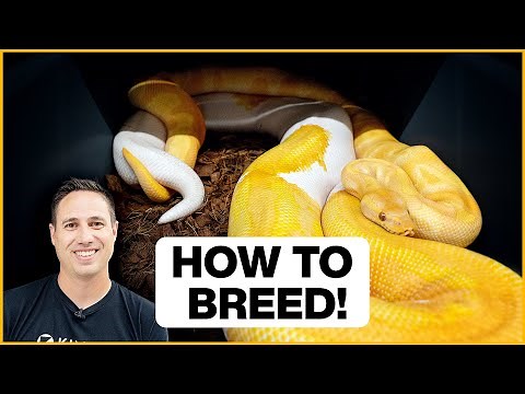 How To Breed Ball Pythons in 5 Simple Steps!