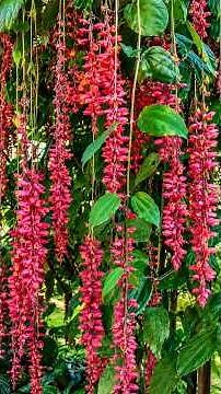 Top 10 Beautiful Vine Plants to Plant in July–August 🌿 | Best Flowering Climbing Plants #shorts