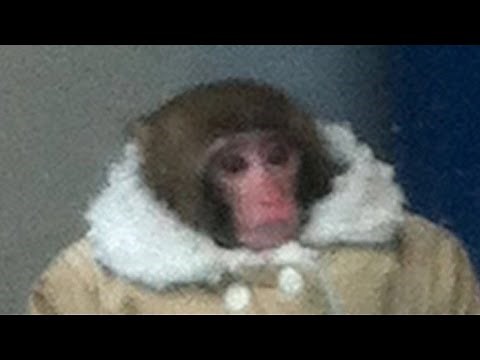 Monkey Meme Compilation