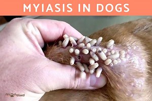 Maggots in Dogs - Canine Myiasis Causes and Treatment
