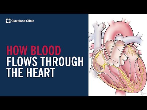 How Blood Flows Through the Heart
