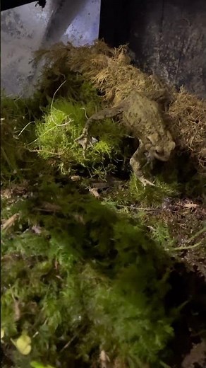 Tiny Toad STRIKE Speed… Blink and You’ll Miss It! 🐸⚡️