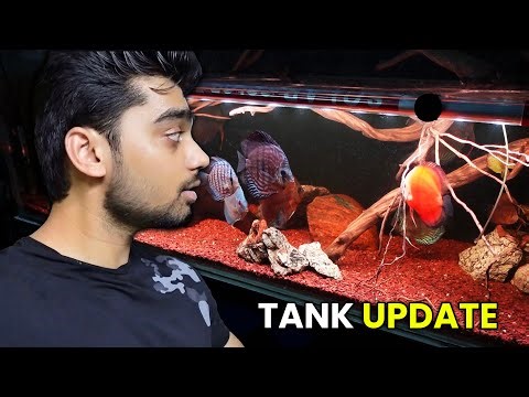 My DISCUS TANK UPDATE! Huge Changes You Need to See 🐟🔥