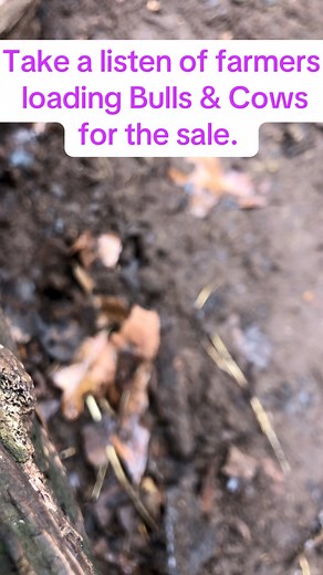 16K views · 273 reactions | Farmers loading bulls and cows for the sale #farmer #cow #bull #sale #farm | thecussingfarmers | Facebook