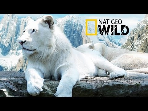 The Rare and Exotic Animals " White Lions"-[HD]National Geographic[Full Documentary]