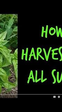 How to Harvest Basil Leaves all Summer