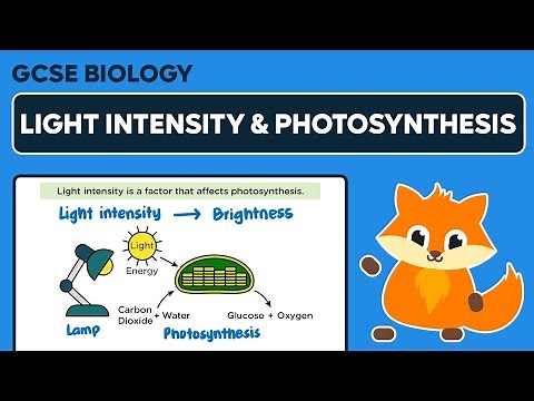 Factors Affecting the Rate of Photosynthesis: Light Intensity - GCSE Biology