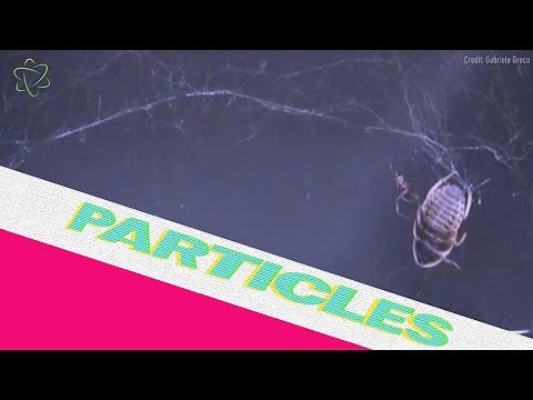 How Do Spiders Capture Big Prey?