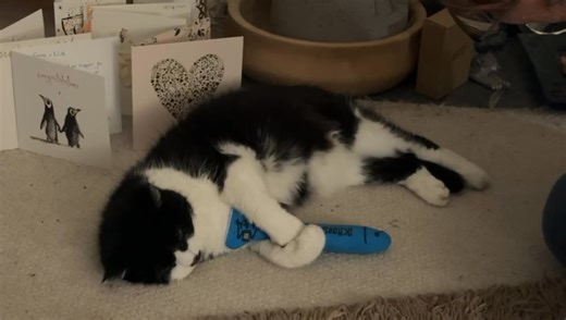 The cutest video of Cheeky who is one of our long term foster cats. Listen to how she talks to her Mum!! | The Ginger Cat House Rescue, Refuge and Rehome centre. Surrey UK