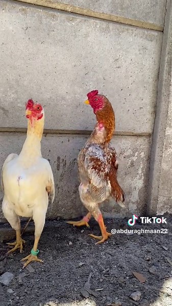 Bonsai Fowl Techniques: Master the Art of Crafting