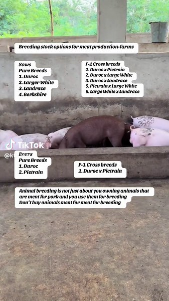 Essential Guide to Pig Breeding Practices