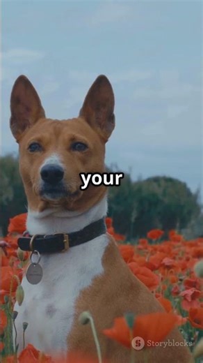 What Color Do Dogs Love the Most? 🐶🎨 The Answer Will Shock You! #shorts #dog #pets