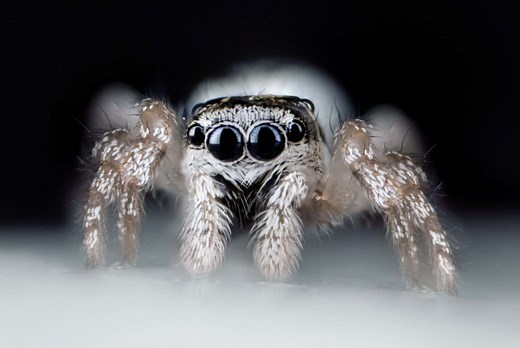 How Strong Are Spiders? Relative Strength Compared to Humans and Other Animals