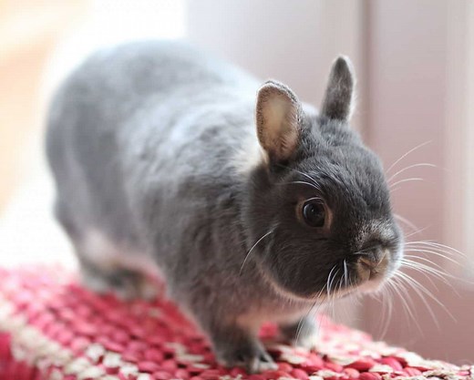 The 9 Smallest Rabbit Breeds - Smallest Rabbit Breed In The World.