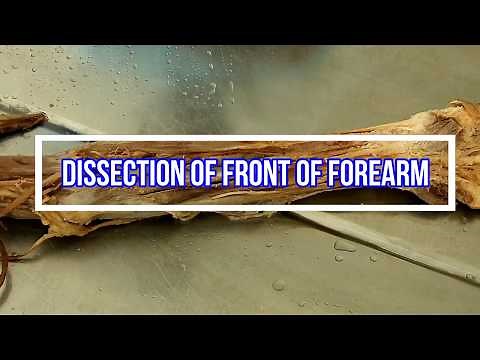 Dissection Front of Forearm