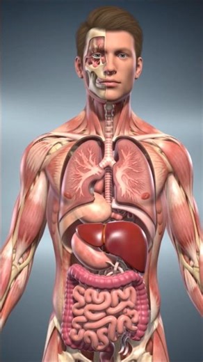 Human Body Internal Organs | Male Anatomy System Explained in 3D|