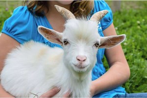 Pygmy Goat Characteristics & Lifespan Guide for Beginners