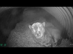 Too rare to remain silent, red wolf Lava howls her heart out.