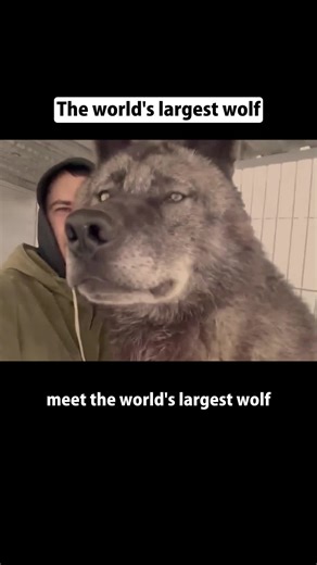 Exploring the World's Largest Wolf and its Fascinating Traits