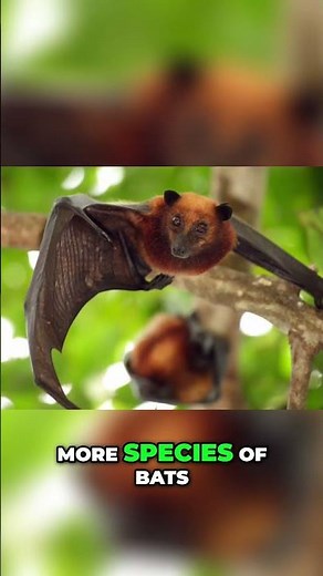 Amazing Bats: Discover 1,400+ Species Worldwide!