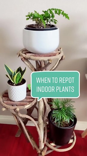 plants usually need to be repotted every 12 to 18 months 🌿🌱🪴 #planttiktok #indoorplants #repot #plantlife
