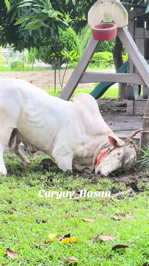 Angry bull 🐂 😤😡 #fyp #qurban2025 #eiduladha #cowlovers