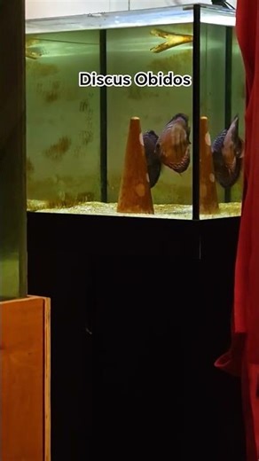 préparation de la ponte des Discus Obidos