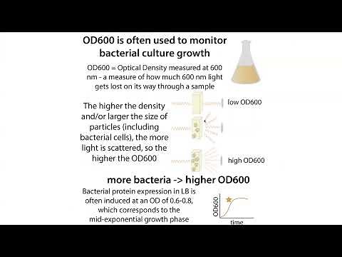 OD (Optical Density) vs absorbance in biochemistry & OD600 monitoring of bacterial growth
