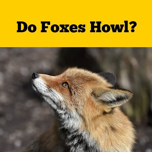 Do Foxes Howl? {A Closer Look at Screams, Barks and Growls} - Squirrels at the Feeder