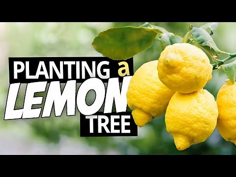 Growing Lemon Trees in Containers - Tips For Successfully planting Your Citrus