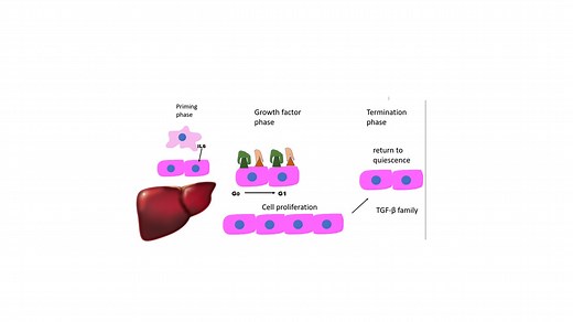 TISSUE REPAIR: General concepts & Mechanism of Regeneration - Pathology Made Simple